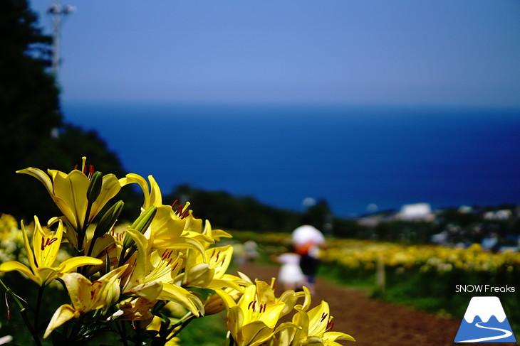 北海道最大級、213万輪のゆりの花！『オーンズ春香山ゆり園』